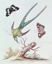 O beija-flor de cauda comprida, 1742