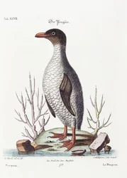 O pinguim, 1770