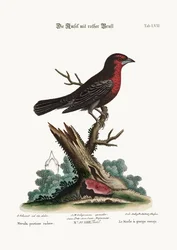 O Pássaro-preto-de-peito-vermelho, 1749-73