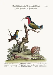 O beija-flor-de-peito-vermelho, o beija-flor-de-garganta-verde e o formigueiro, de 1749 a 1773