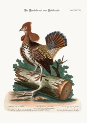 O galo-das-charnecas-de-colar ou tetraz, 1749-73