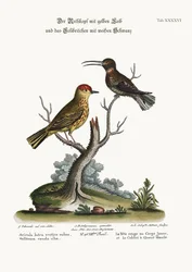 O pintarroxo-de-queixo-preto amarelo e o colibri-de-cauda-branca, 1749-73
