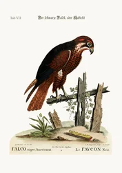 O gavião-preto ou falcão, 1749-73