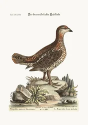 O macho de galo-lira castanho e malhado, 1749-73