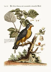 O pequeno falcão-indiano preto e cor de laranja, 1749-73