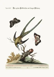 O colibri verde de cauda comprida, 1749-73