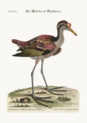 A Galinha da Água, 1749-73
