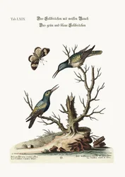 O beija-flor de barriga branca. O colibri verde e azul, 1749-73
