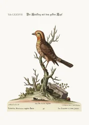 O Linnet de cabeça amarela, 1749-73
