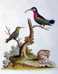 Ilustração a aguarela de um livro sobre aves raras de G Edwards, 1750. George Edwards (1694-1773) foi um naturalista e ornitólogo britânico. Viajou muito pela Europa, estudando a história natural e as aves em particular. Ganhou algum reconhecimento