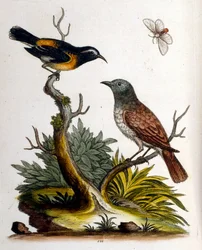 Ilustração a aguarela de um livro sobre aves raras de G Edwards, 1750. George Edwards (1694-1773) foi um naturalista e ornitólogo britânico. Viajou muito pela Europa, estudando a história natural e as aves em particular. Ganhou algum reconhecimento
