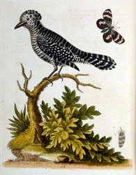 Ilustração a aguarela de um livro sobre aves raras de G Edwards, 1750. George Edwards (1694-1773) foi um naturalista e ornitólogo britânico. Viajou muito pela Europa, estudando a história natural e as aves em particular. Ganhou algum reconhecimento