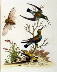 Ilustração a aguarela de um livro sobre aves raras de G Edwards, 1750. George Edwards (1694-1773) foi um naturalista e ornitólogo britânico. Viajou muito pela Europa, estudando a história natural e as aves em particular. Ganhou algum reconhecimento