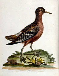 Ilustração a aguarela de um livro sobre aves raras de G Edwards, 1750. George Edwards (1694-1773) foi um naturalista e ornitólogo britânico. Viajou muito pela Europa, estudando a história natural e as aves em particular. Ganhou algum reconhecimento