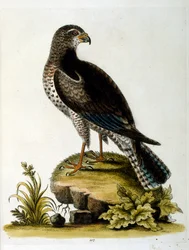 Ilustração a aguarela de um livro sobre aves raras de G Edwards, 1750. George Edwards (1694-1773) foi um naturalista e ornitólogo britânico. Viajou muito pela Europa, estudando a história natural e as aves em particular. Ganhou algum reconhecimento