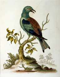 Ilustração a aguarela de um livro sobre aves raras de G Edwards, 1750. George Edwards (1694-1773) foi um naturalista e ornitólogo britânico. Viajou muito pela Europa, estudando a história natural e as aves em particular. Ganhou algum reconhecimento