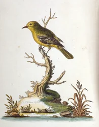 Ilustração a aguarela de um livro sobre aves raras de G Edwards, 1750. George Edwards (1694-1773) foi um naturalista e ornitólogo britânico. Viajou muito pela Europa, estudando a história natural e as aves em particular. Ganhou algum reconhecimento