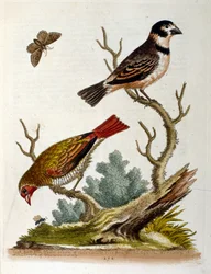 Ilustração a aguarela de um livro sobre aves raras de G Edwards, 1750. George Edwards (1694-1773) foi um naturalista e ornitólogo britânico. Viajou muito pela Europa, estudando a história natural e as aves em particular. Ganhou algum reconhecimento