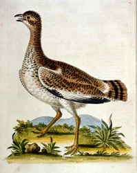 Ilustração a aguarela de um livro sobre aves raras de G Edwards, 1750. George Edwards (1694-1773) foi um naturalista e ornitólogo britânico. Viajou muito pela Europa, estudando a história natural e as aves em particular. Ganhou algum reconhecimento