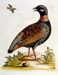 Ilustração a aguarela de um livro sobre aves raras de G Edwards, 1750. George Edwards (1694-1773) foi um naturalista e ornitólogo britânico. Viajou muito pela Europa, estudando a história natural e as aves em particular. Ganhou algum reconhecimento
