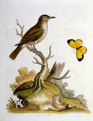 Ilustração a aguarela de um livro sobre aves raras de G Edwards, 1750. George Edwards (1694-1773) foi um naturalista e ornitólogo britânico. Viajou muito pela Europa, estudando a história natural e as aves em particular. Ganhou algum reconhecimento