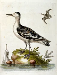 Ilustração a aguarela de um livro sobre aves raras de G Edwards, 1750. George Edwards (1694-1773) foi um naturalista e ornitólogo britânico. Viajou muito pela Europa, estudando a história natural e as aves em particular. Ganhou algum reconhecimento