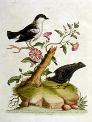 Ilustração a aguarela de um livro sobre aves raras de G Edwards, 1750. George Edwards (1694-1773) foi um naturalista e ornitólogo britânico. Viajou muito pela Europa, estudando a história natural e as aves em particular. Ganhou algum reconhecimento