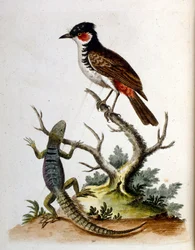 Ilustração a aguarela de um livro sobre aves raras de G Edwards, 1750. George Edwards (1694-1773) foi um naturalista e ornitólogo britânico. Viajou muito pela Europa, estudando a história natural e as aves em particular. Ganhou algum reconhecimento