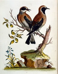 Ilustração a aguarela de um livro sobre aves raras de G Edwards, 1750. George Edwards (1694-1773) foi um naturalista e ornitólogo britânico. Viajou muito pela Europa, estudando a história natural e as aves em particular. Ganhou algum reconhecimento