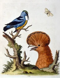 Ilustração a aguarela de um livro sobre aves raras de G Edwards, 1750. George Edwards (1694-1773) foi um naturalista e ornitólogo britânico. Viajou muito pela Europa, estudando a história natural e as aves em particular. Ganhou algum reconhecimento