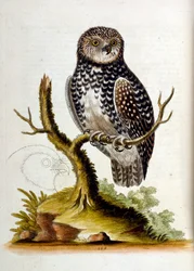 Ilustração a aguarela de um livro sobre aves raras de G Edwards, 1750. George Edwards (1694-1773) foi um naturalista e ornitólogo britânico. Viajou muito pela Europa, estudando a história natural e as aves em particular. Ganhou algum reconhecimento