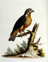 Ilustração a aguarela de um livro sobre aves raras de G Edwards, 1750. George Edwards (1694-1773) foi um naturalista e ornitólogo britânico. Viajou muito pela Europa, estudando a história natural e as aves em particular. Ganhou algum reconhecimento