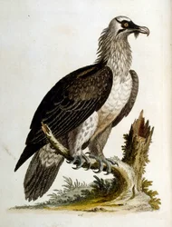Ilustração a aguarela de um livro sobre aves raras de G Edwards, 1750. George Edwards (1694-1773) foi um naturalista e ornitólogo britânico. Viajou muito pela Europa, estudando a história natural e as aves em particular. Ganhou algum reconhecimento