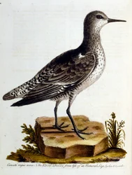 Ilustração a aguarela de um livro sobre aves raras de G Edwards, 1750. George Edwards (1694-1773) foi um naturalista e ornitólogo britânico. Viajou muito pela Europa, estudando a história natural e as aves em particular. Ganhou algum reconhecimento