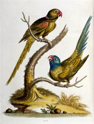 Ilustração a aguarela de um livro sobre aves raras de G Edwards, 1750. George Edwards (1694-1773) foi um naturalista e ornitólogo britânico. Viajou muito pela Europa, estudando a história natural e as aves em particular. Ganhou algum reconhecimento