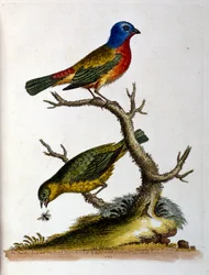Ilustração a aguarela de um livro sobre aves raras de G Edwards, 1750. George Edwards (1694-1773) foi um naturalista e ornitólogo britânico. Viajou muito pela Europa, estudando a história natural e as aves em particular. Ganhou algum reconhecimento