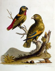 Ilustração a aguarela de um livro sobre aves raras de G Edwards, 1750. George Edwards (1694-1773) foi um naturalista e ornitólogo britânico. Viajou muito pela Europa, estudando a história natural e as aves em particular. Ganhou algum reconhecimento