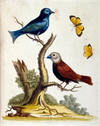 Ilustração a aguarela de um livro sobre aves raras de G Edwards, 1750. George Edwards (1694-1773) foi um naturalista e ornitólogo britânico. Viajou muito pela Europa, estudando a história natural e as aves em particular. Ganhou algum reconhecimento