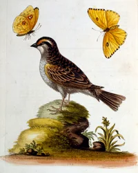 Ilustração a aguarela de um livro sobre aves raras de G Edwards, 1750. George Edwards (1694-1773) foi um naturalista e ornitólogo britânico. Viajou muito pela Europa, estudando a história natural e as aves em particular. Ganhou algum reconhecimento