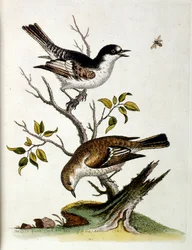 Ilustração a aguarela de um livro sobre aves raras de G Edwards, 1750. George Edwards (1694-1773) foi um naturalista e ornitólogo britânico. Viajou muito pela Europa, estudando a história natural e as aves em particular. Ganhou algum reconhecimento