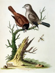 Ilustração a aguarela de um livro sobre aves raras de G Edwards, 1750. George Edwards (1694-1773) foi um naturalista e ornitólogo britânico. Viajou muito pela Europa, estudando a história natural e as aves em particular. Ganhou algum reconhecimento