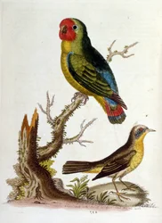 Ilustração a aguarela de um livro sobre aves raras de G Edwards, 1750. George Edwards (1694-1773) foi um naturalista e ornitólogo britânico. Viajou muito pela Europa, estudando a história natural e as aves em particular. Ganhou algum reconhecimento
