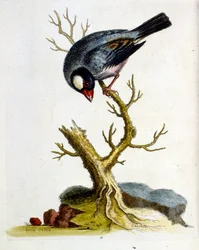 Ilustração a aguarela de um livro sobre aves raras de G Edwards, 1750. George Edwards (1694-1773) foi um naturalista e ornitólogo britânico. Viajou muito pela Europa, estudando a história natural e as aves em particular. Ganhou algum reconhecimento