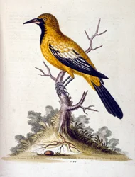 Ilustração a aguarela de um livro sobre aves raras de G Edwards, 1750. George Edwards (1694-1773) foi um naturalista e ornitólogo britânico. Viajou muito pela Europa, estudando a história natural e as aves em particular. Ganhou algum reconhecimento