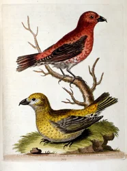 Ilustração a aguarela de um livro sobre aves raras de G Edwards, 1750. George Edwards (1694-1773) foi um naturalista e ornitólogo britânico. Viajou muito pela Europa, estudando a história natural e as aves em particular. Ganhou algum reconhecimento