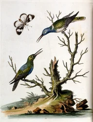 Ilustração a aguarela de um livro sobre aves raras de G Edwards, 1750. George Edwards (1694-1773) foi um naturalista e ornitólogo britânico. Viajou muito pela Europa, estudando a história natural e as aves em particular. Ganhou algum reconhecimento