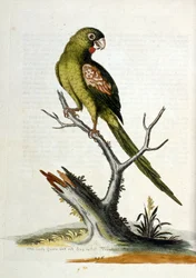 Ilustração a aguarela de um livro sobre aves raras de G Edwards, 1750. George Edwards (1694-1773) foi um naturalista e ornitólogo britânico. Viajou muito pela Europa, estudando a história natural e as aves em particular. Ganhou algum reconhecimento