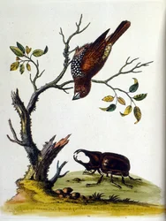 Ilustração a aguarela de um livro sobre aves raras de G Edwards, 1750. George Edwards (1694-1773) foi um naturalista e ornitólogo britânico. Viajou muito pela Europa, estudando a história natural e as aves em particular. Ganhou algum reconhecimento