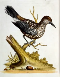 Ilustração a aguarela de um livro sobre aves raras de G Edwards, 1750. George Edwards (1694-1773) foi um naturalista e ornitólogo britânico. Viajou muito pela Europa, estudando a história natural e as aves em particular. Ganhou algum reconhecimento
