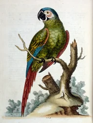 Ilustração a aguarela de um livro sobre aves raras de G Edwards, 1750. George Edwards (1694-1773) foi um naturalista e ornitólogo britânico. Viajou muito pela Europa, estudando a história natural e as aves em particular. Ganhou algum reconhecimento
